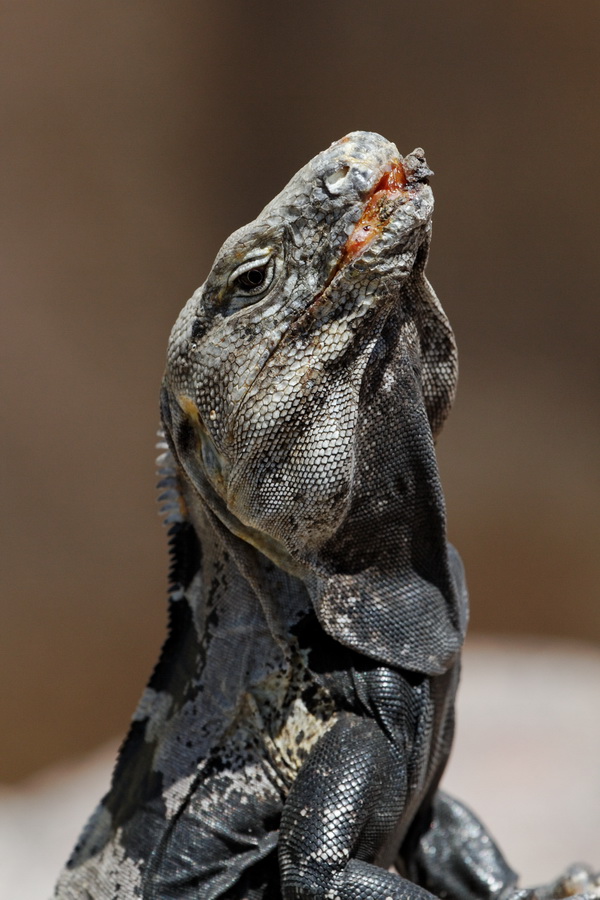 Chuckwalla in Tucson, Arizona