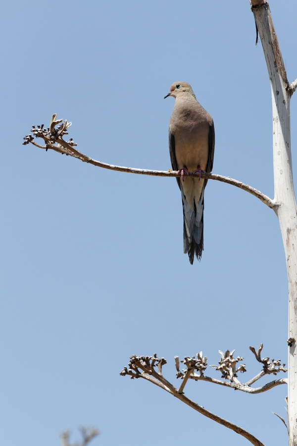 Desert Dove in Tucson, Arizona