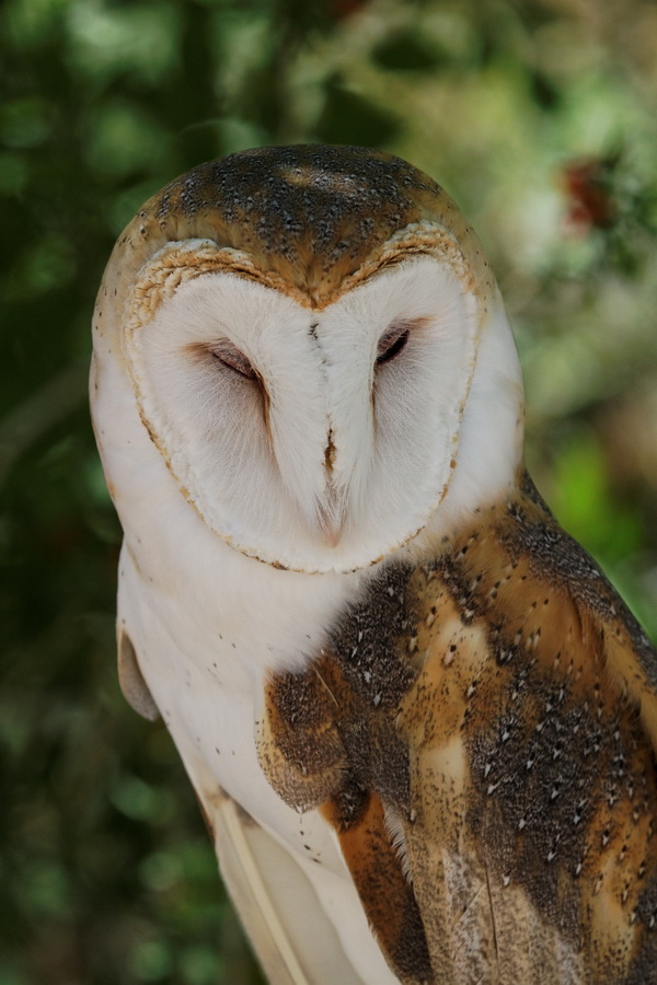Handsome Face in Tucson, Arizona