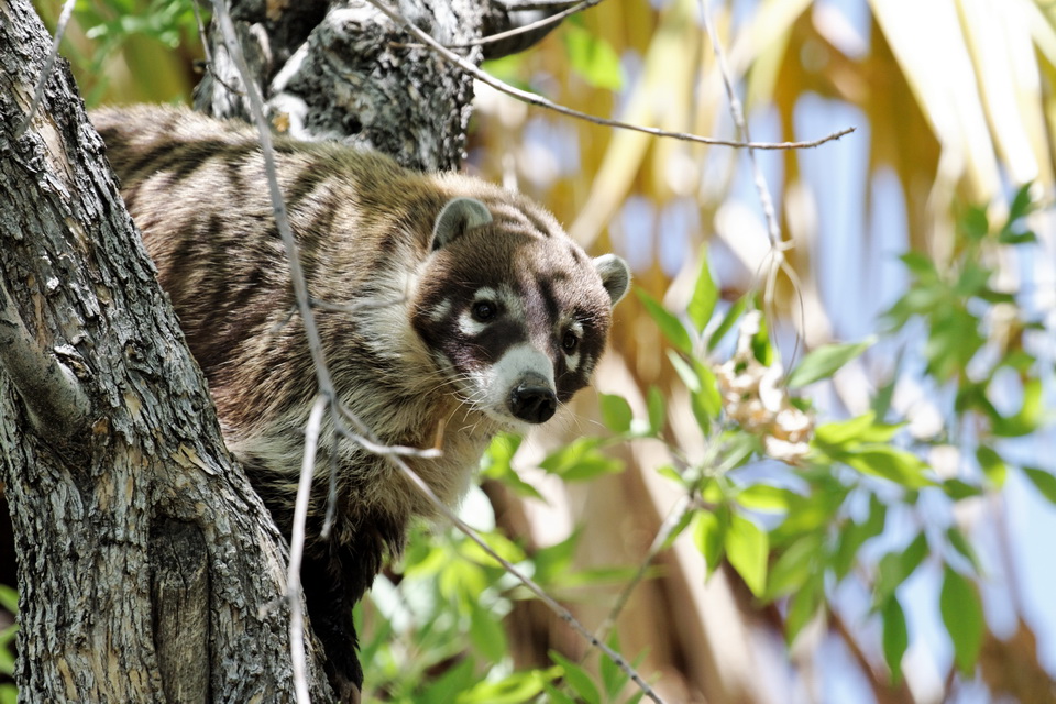 Masked Climber in Tucson, Arizona