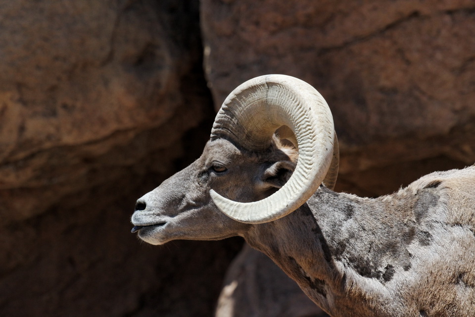 Big Horn in Tucson, Arizona