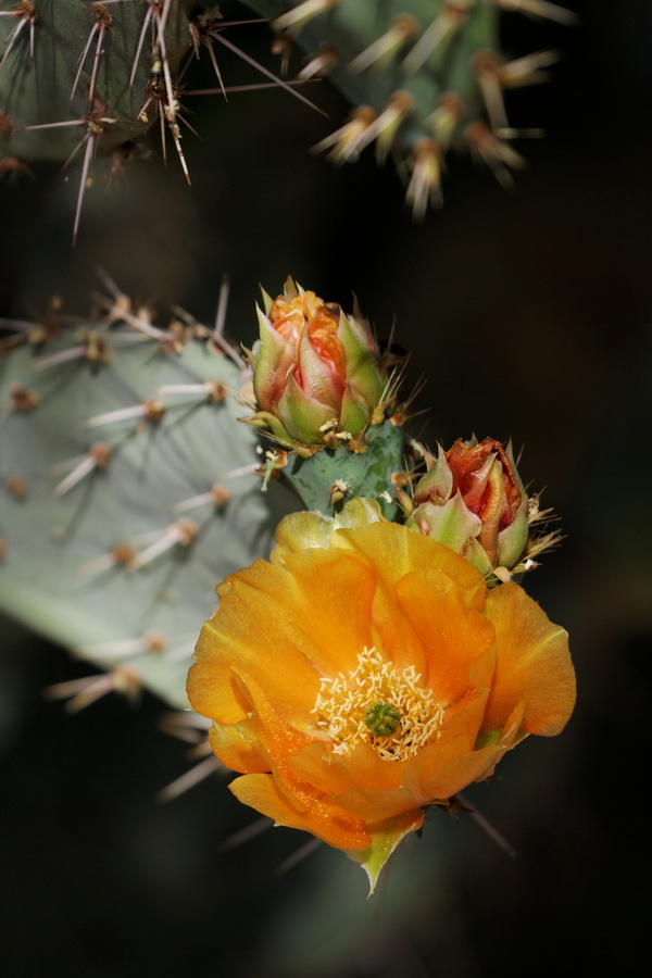 Cactus Blossom in Tucson, Arizona