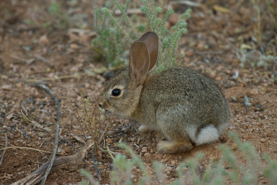 Ball of Fur in Tucson, Arizona