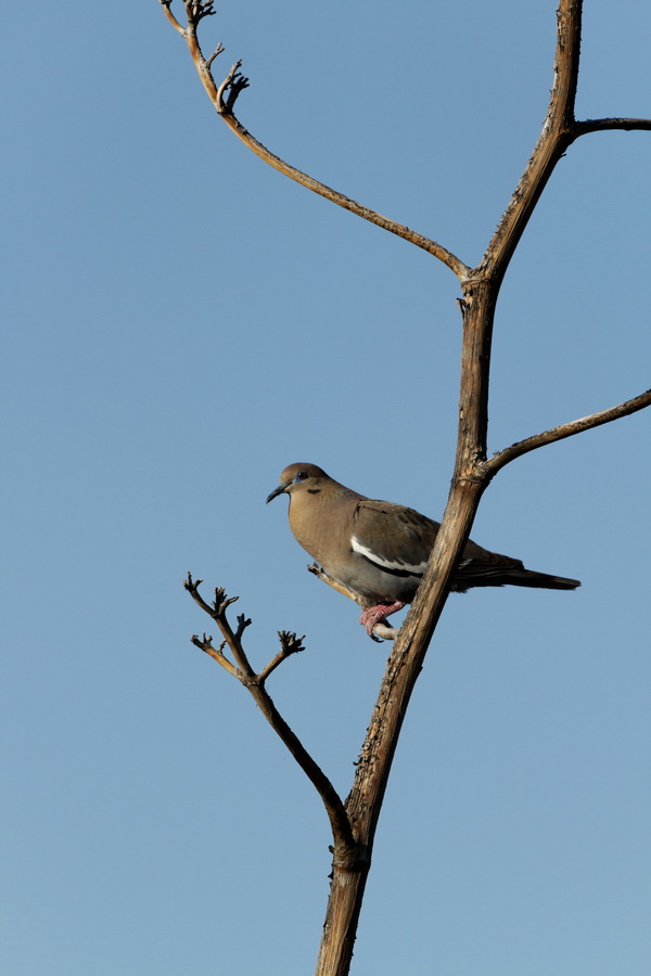 Desert Dove in Tucson, Arizona