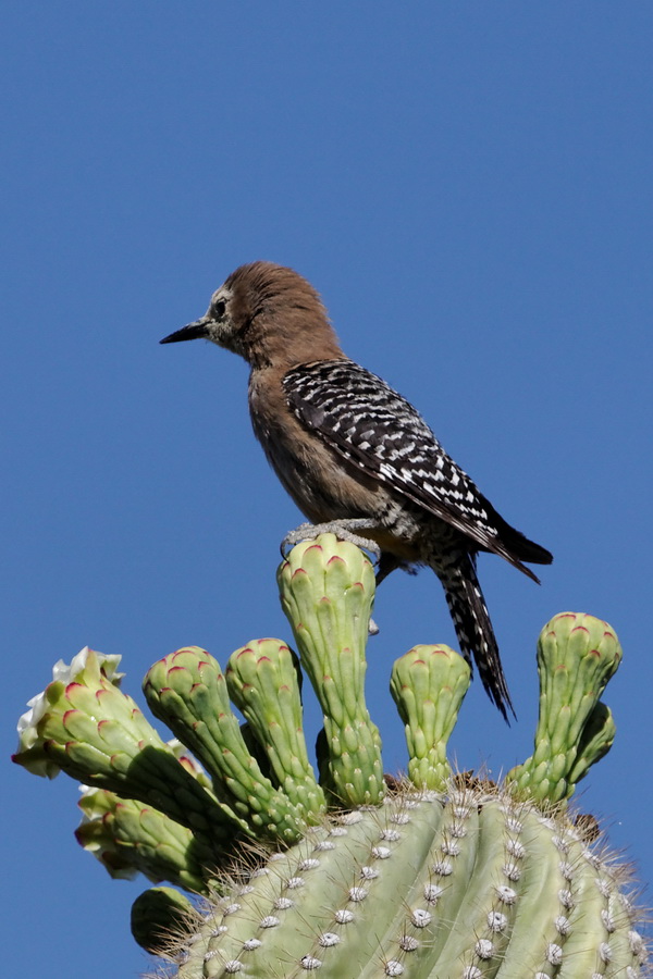 Gila Woodpecker in Tucson, Arizona