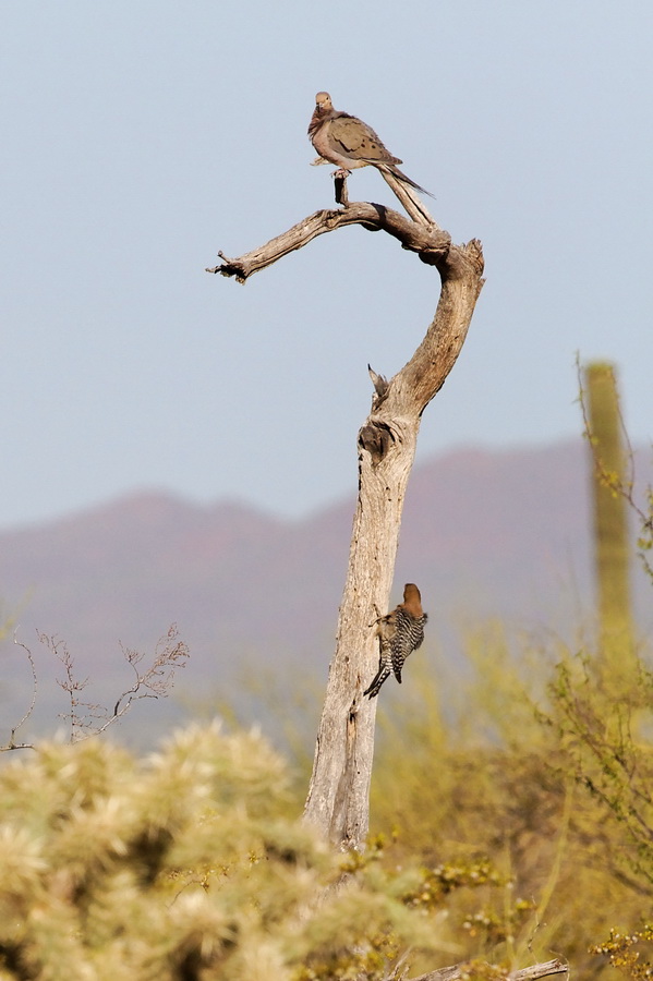 Bird Perch in Tucson, Arizona