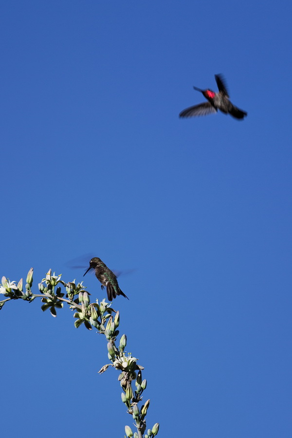 Fly By in Phoenix, Arizona