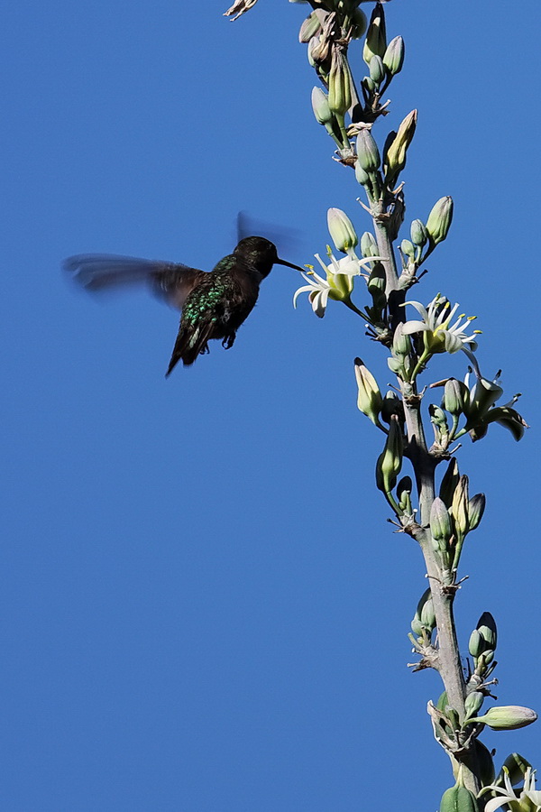 Green Back in Phoenix, Arizona