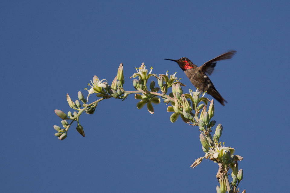 Red Throat in Phoenix, Arizona