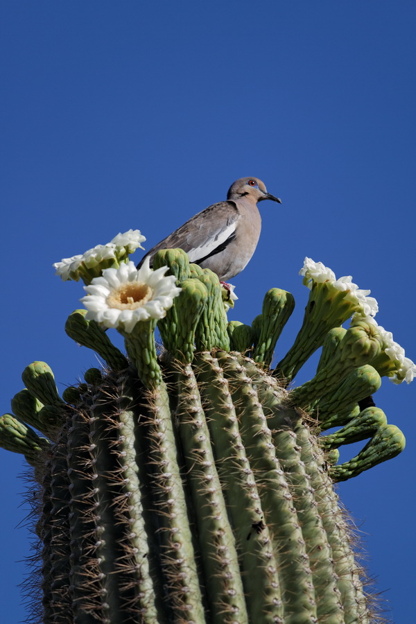 Flower Seat in Phoenix, Arizona