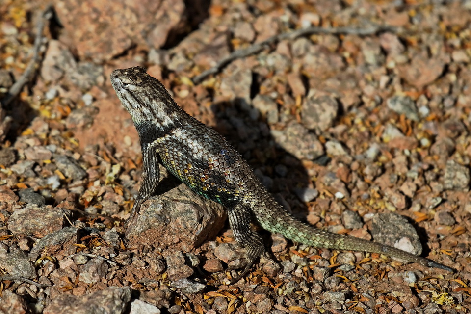 Little Monster in Phoenix, Arizona