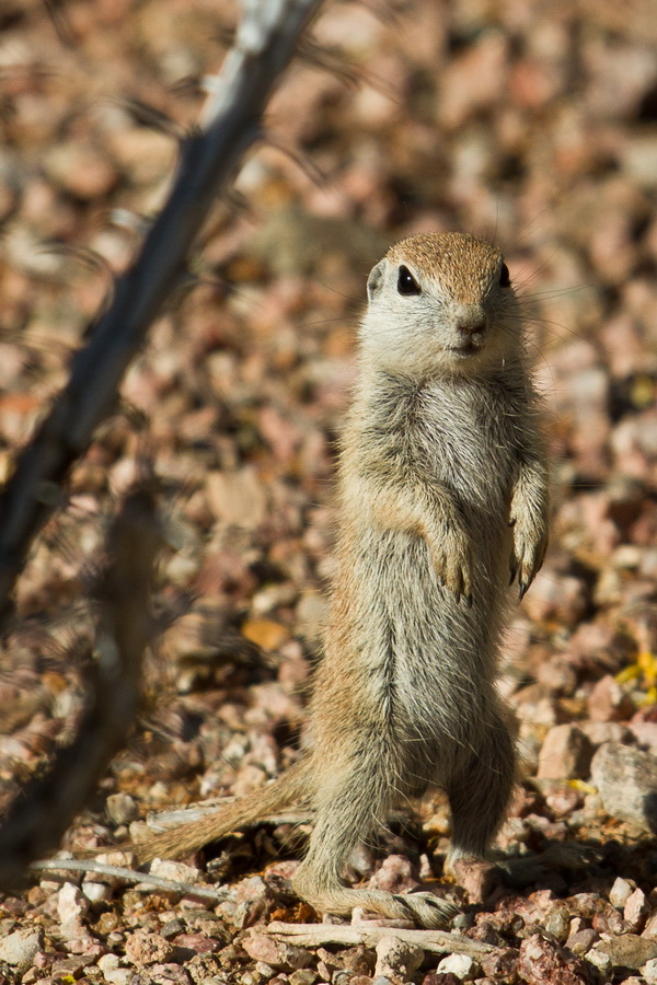 What are you looking at... in Phoenix, Arizona
