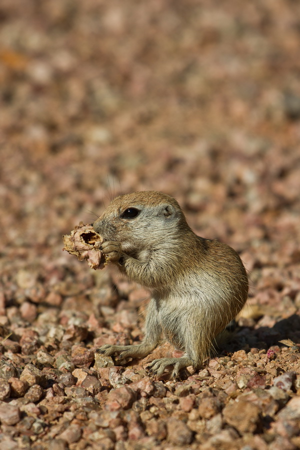 Little Fella in Phoenix, Arizona