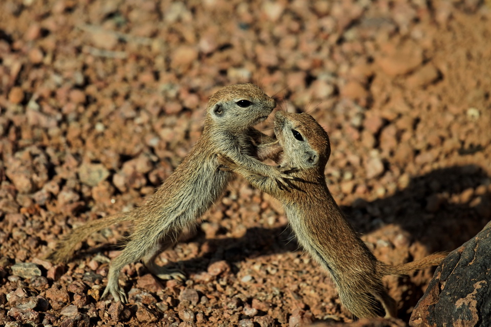 Play Time in Phoenix, Arizona
