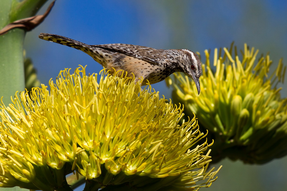 Cactus Wren in Phoenix, Arizona