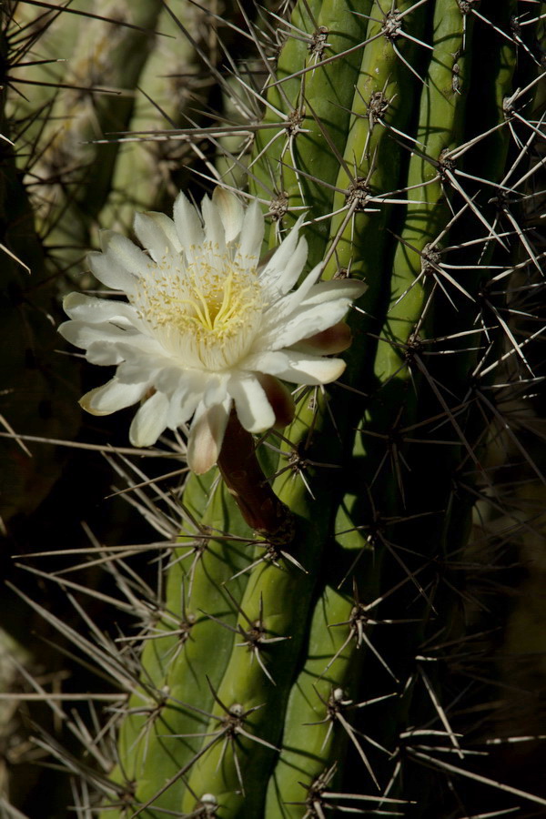 Organ Pipe Blossom in Phoenix, Arizona