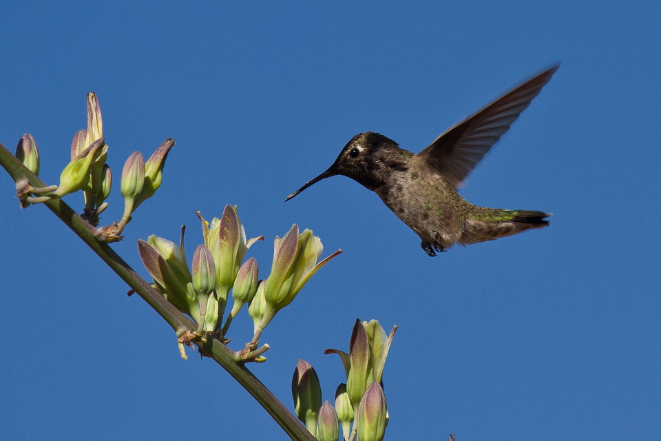 Coming In for Lunch in Phoenix, Arizona