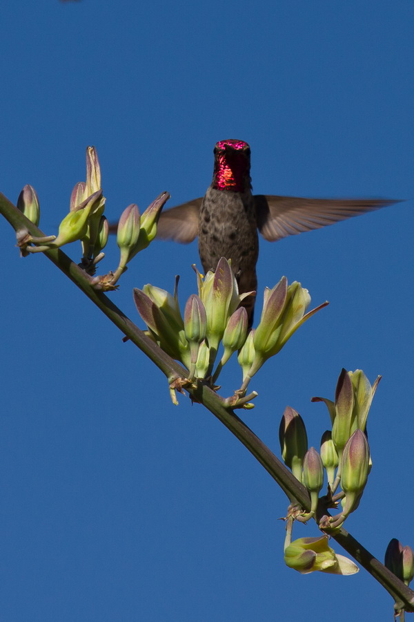 Red Throat in Phoenix, Arizona