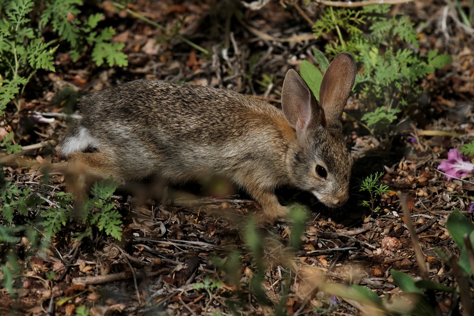 Desert Rabbit in Phoenix, Arizona