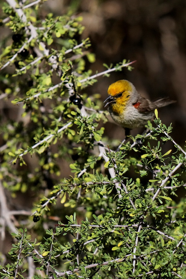 Yellow with Red in Phoenix, Arizona