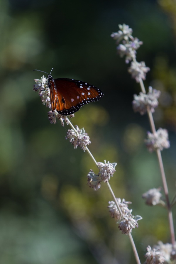 Butterfly Flower in Phoenix, Arizona