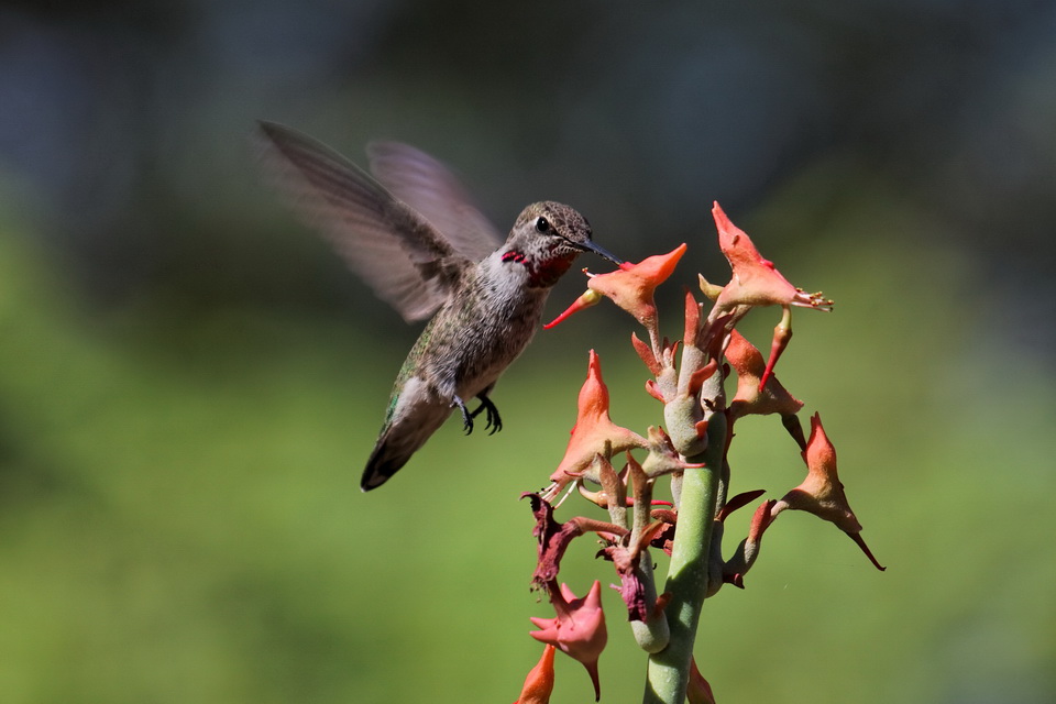 Wings are so fast in Phoenix, Arizona