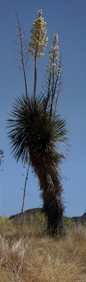 One Tall Yucca in Tucson, Arizona