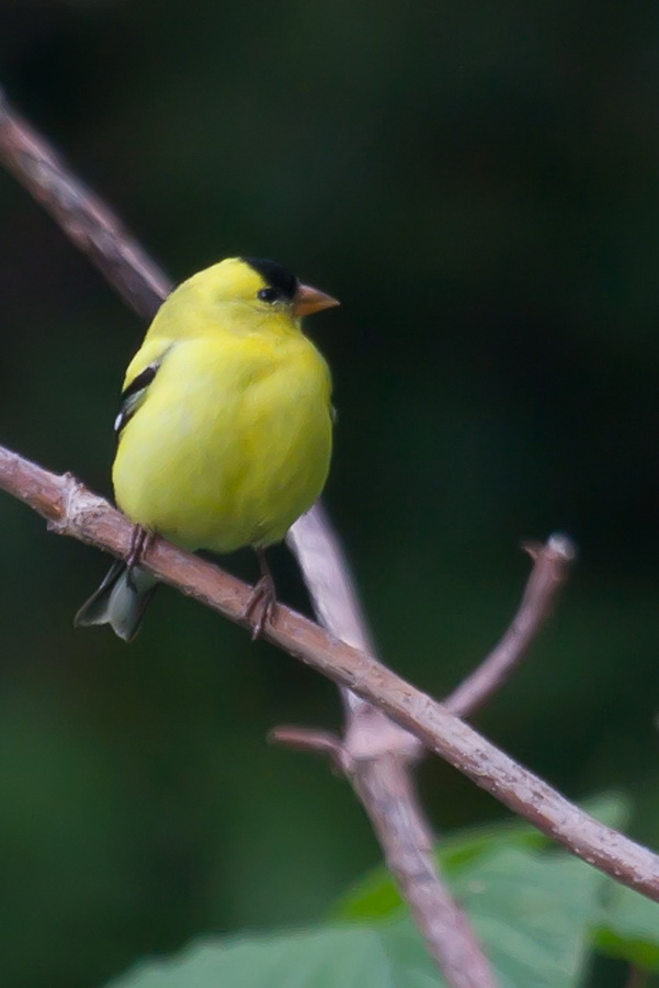 Chubby Finch in Highlands, North Carolina
