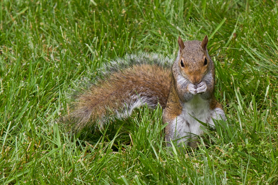 Lunch on the Lawn in Highlands, North Carolina