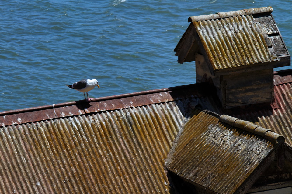 Alcatraz Gull in San Francisco, California