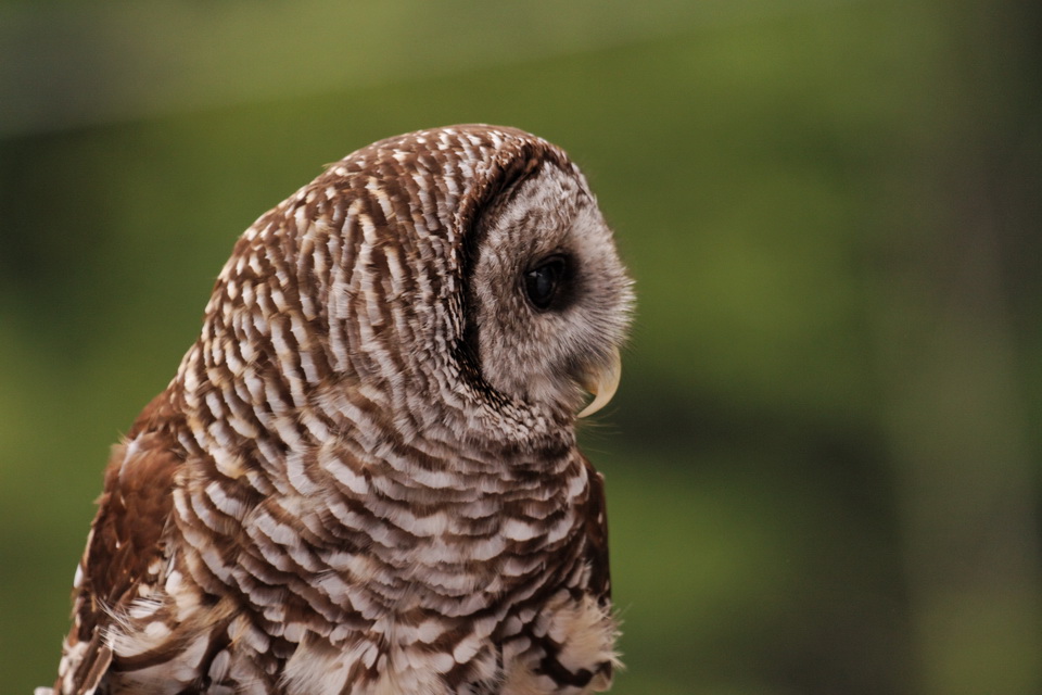 Sharp Beak in Highlands, North Carolina