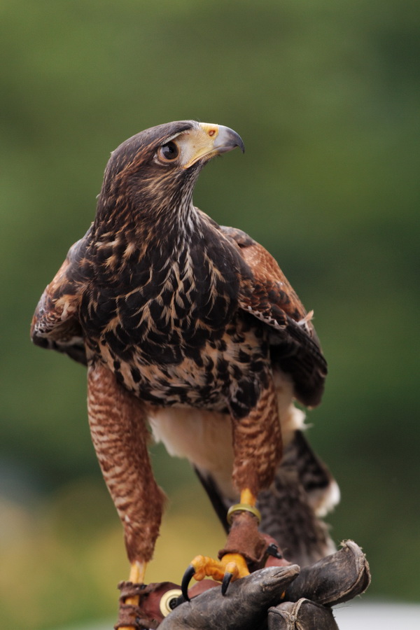 Ready to Fly in Highlands, North Carolina