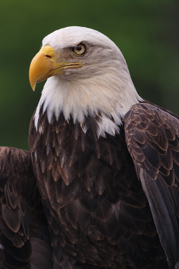 Majestic Bird  in Highlands, North Carolina