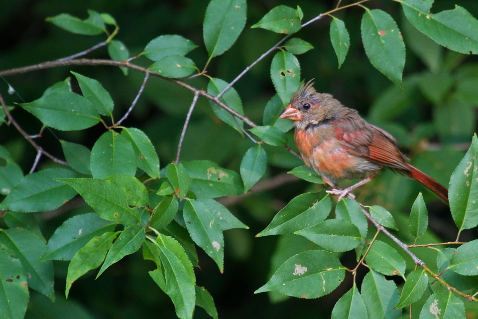 Bad Feather Day in Highlands, North Carolina