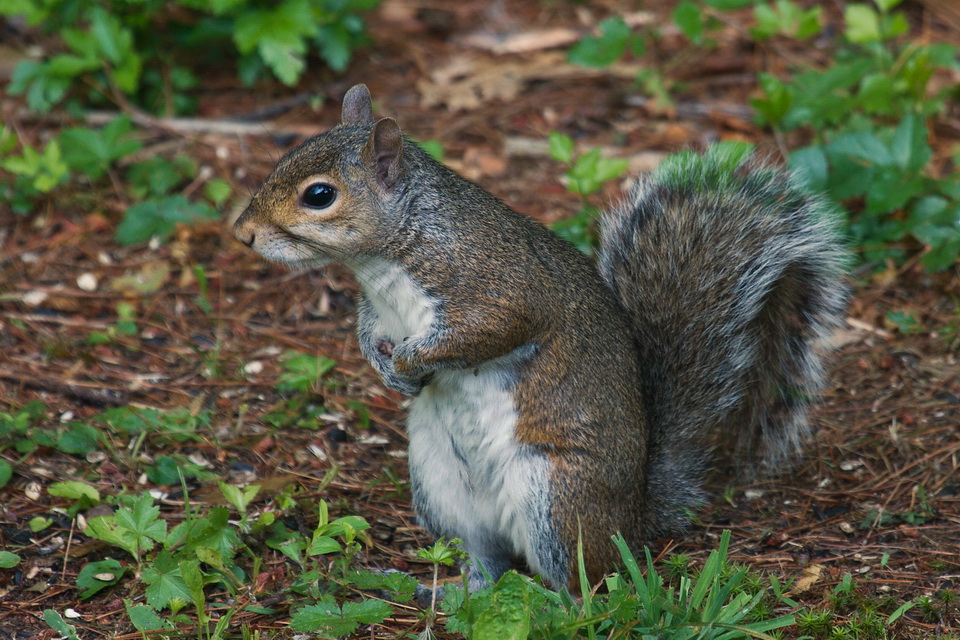 Have a Few Nuts? in Highlands, North Carolina