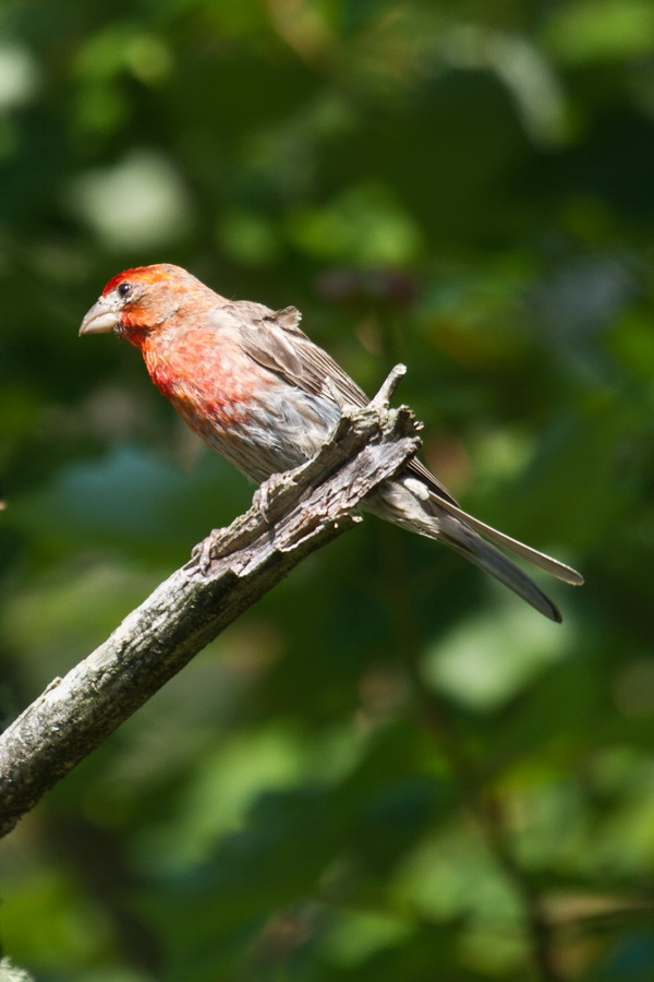House Finch in Highlands, North Carolina