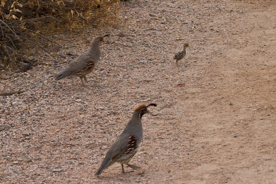 Quail Family  in Phoenix, Arizona