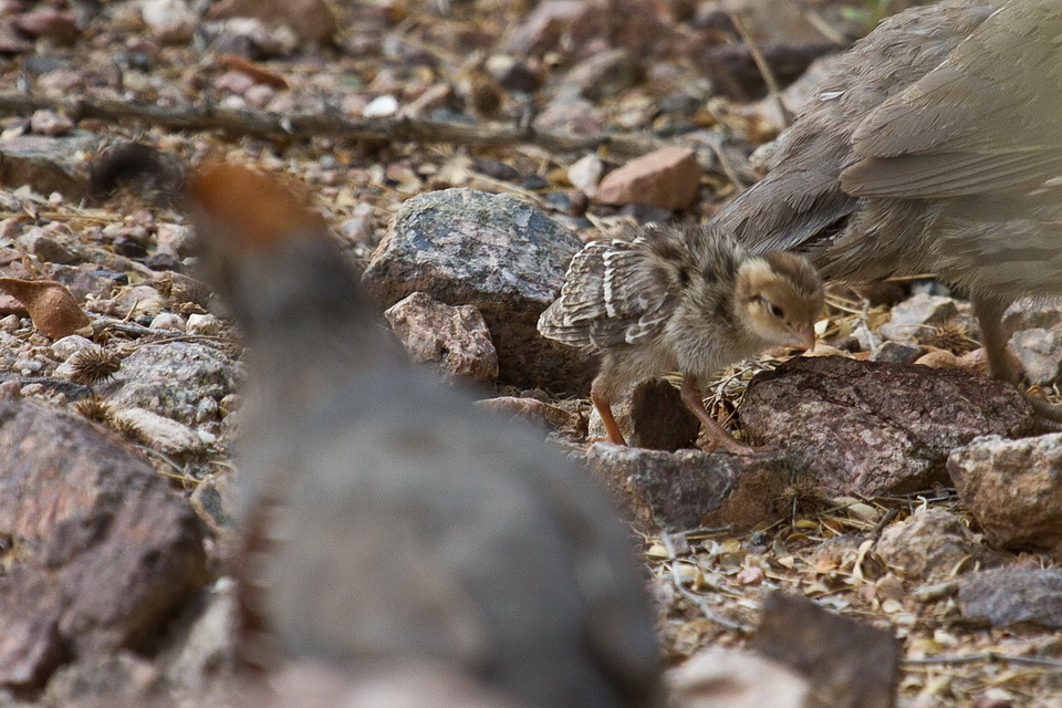 Little Quail in Phoenix, Arizona