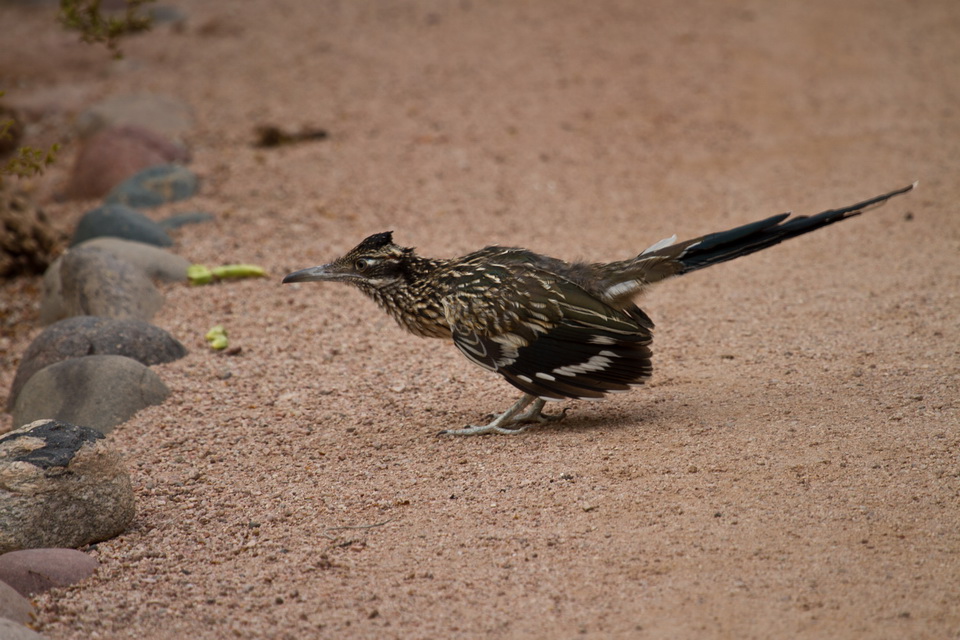 Beep Beep in Phoenix, Arizona