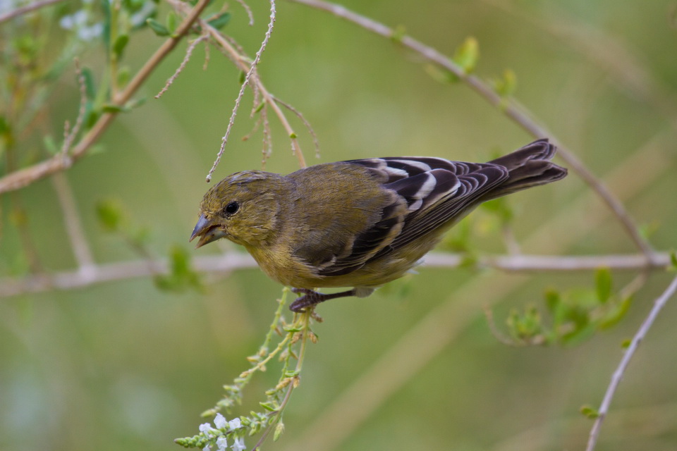 Lesser GolfFinch in Phoenix, Arizona