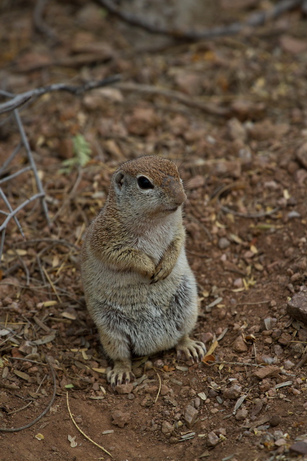Will Pose For Food in Phoenix, Arizona