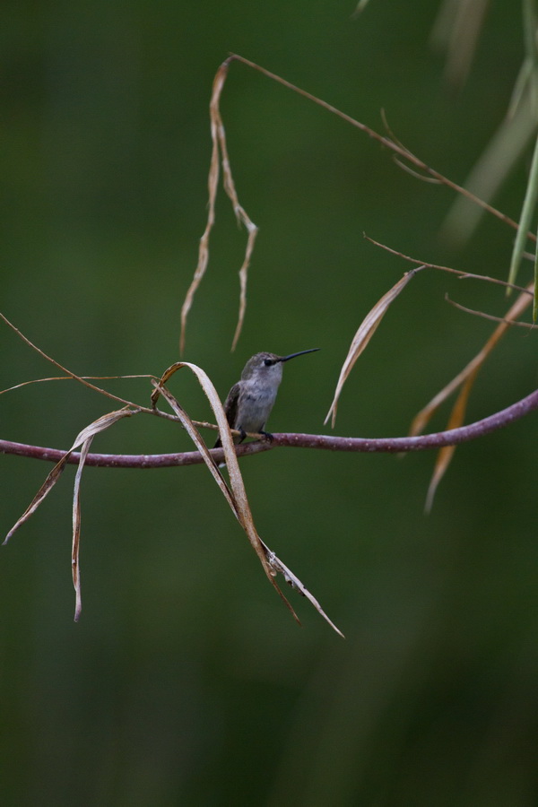 Anna's Hummingbird in Phoenix, Arizona