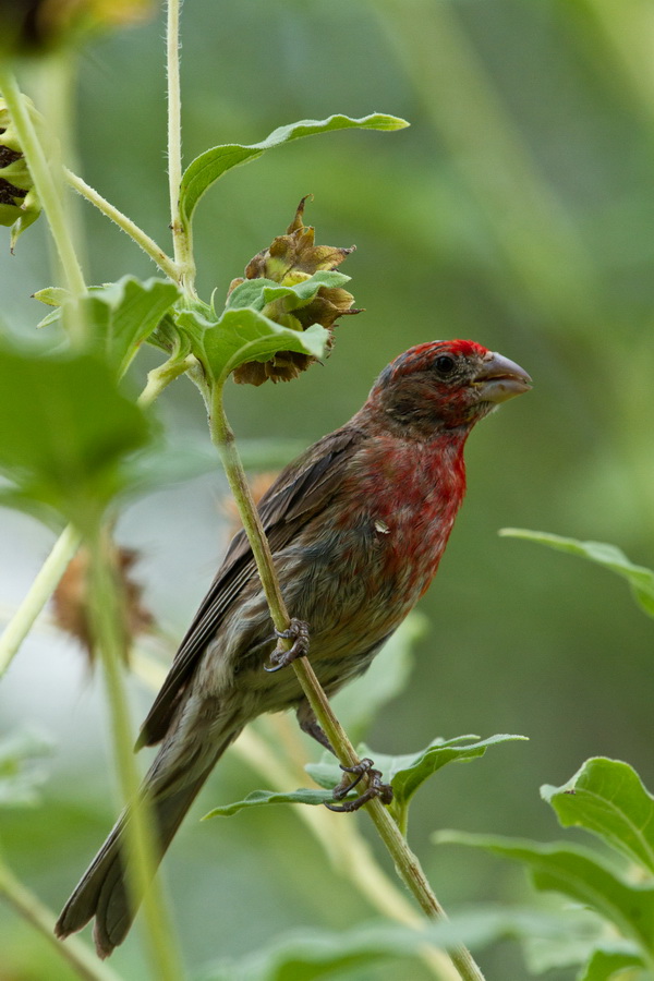 Red Jacket in Phoenix, Arizona