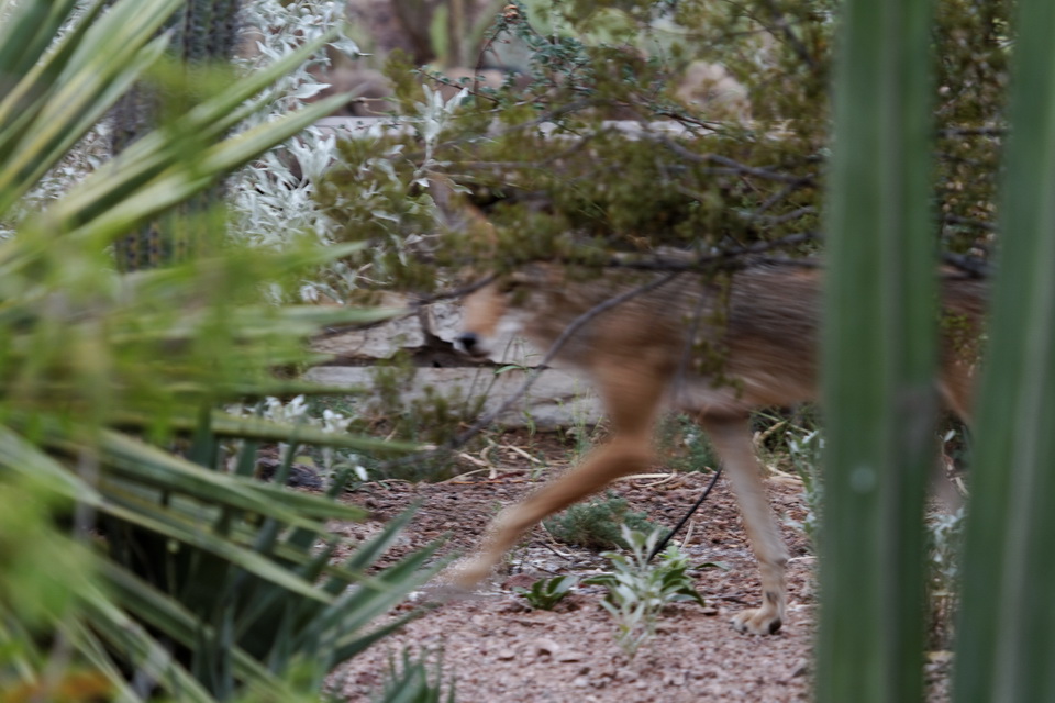 Desert Ghost in Phoenix, Arizona