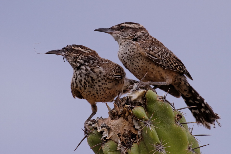Pair of Wrens in Phoenix, Arizona