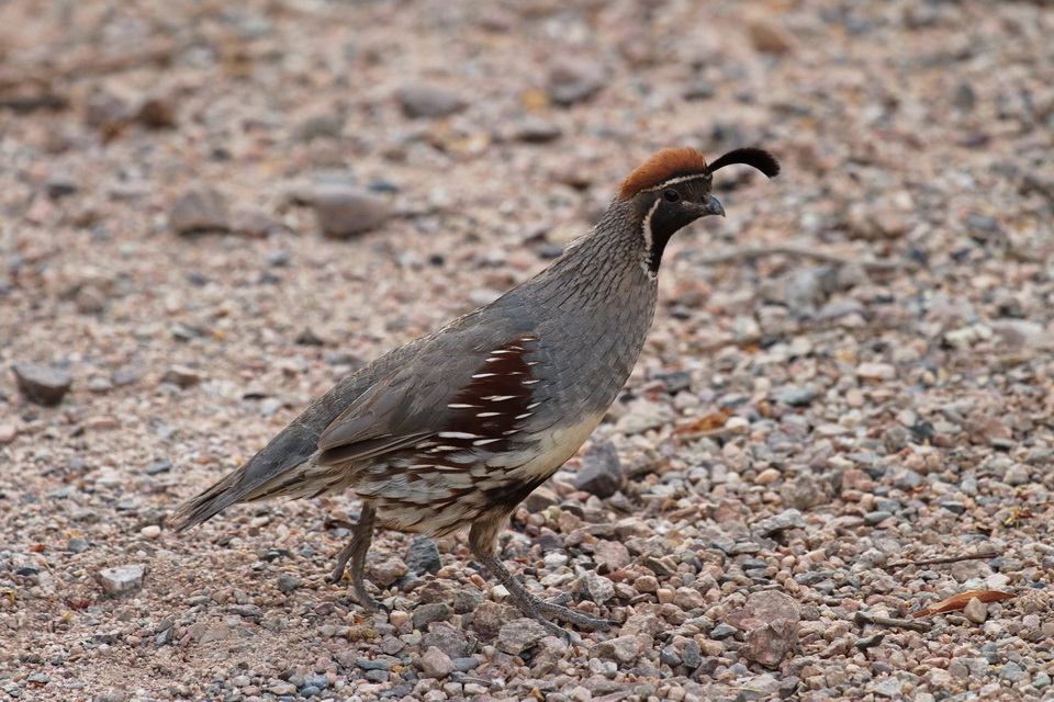 Gambel's Quail in Phoenix, Arizona