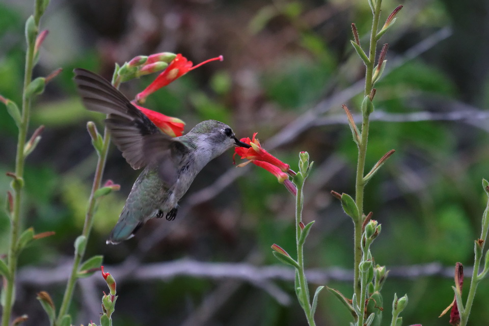 Costa's Hummingbird in Phoenix, Arizona