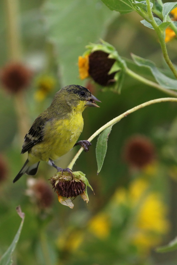 Lunch on a Stem in Phoenix, Arizona