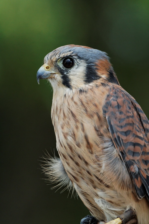 Cute Falcon in Highlands, North Carolina