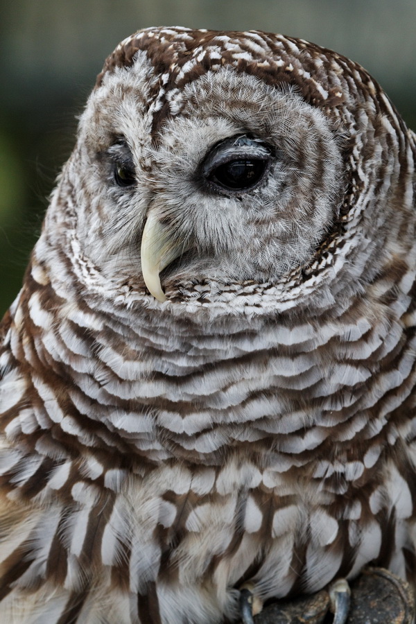Barred Owl  in Highlands, North Carolina